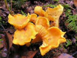 Pacific Golden Chanterelle