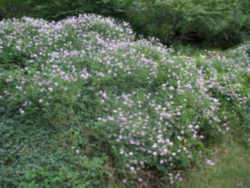 Penngift Crownvetch