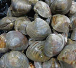 Quahaug : Rhode Island State Shell