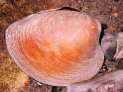 Quahaug : Rhode Island State Shell