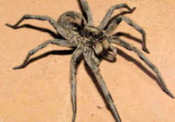 Carolina Wolf Spider