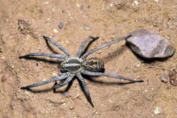 Carolina Wolf Spider