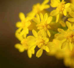 Goldenrod