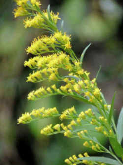 Goldenrod