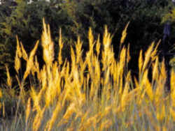 Indian Grass