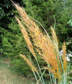 Indian Grass