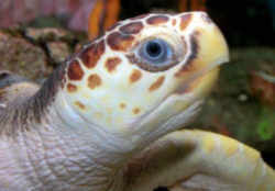 Loggerhead Sea Turtle