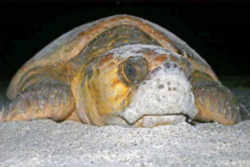 Loggerhead Sea Turtle