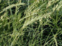 South Dakota State Grass: Western Wheat Grass