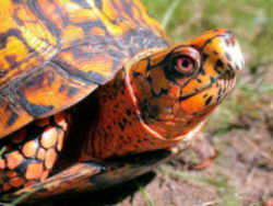 Tennessee State Reptile: Eastern Box Turtle