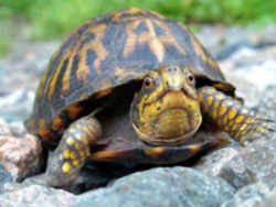 Tennessee State Reptile: Eastern Box Turtle