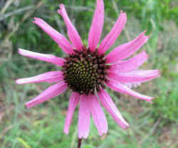 Tennessee State Wild Flower: Tennessee echinacea 