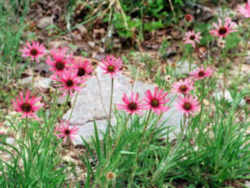 Tennessee State Wild Flower: Tennessee echinacea 