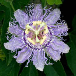 Tennessee State Wild Flower: Passion Flower 