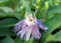 Tennessee State Wild Flower: Passion Flower 