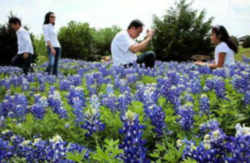 Ennis Bluebonnet Trails