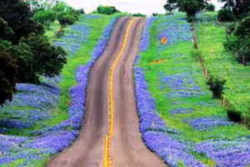 Ennis Bluebonnet Trails