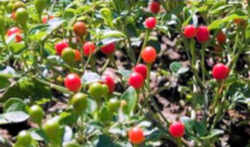 Texas State Native Pepper: Chiltepin