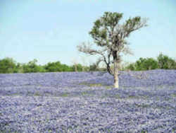 Texas State Bluebonnet City: City of Ennis