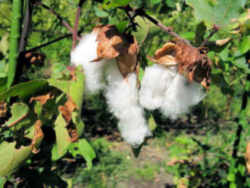 Texas State Fibre and Fabric: Cotton