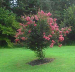 Texas State Shrub: Crape Myrtle