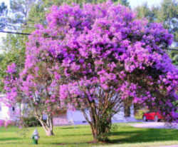 Texas State Shrub: Crape Myrtle