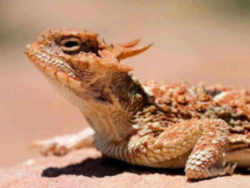 exas State Reptile: Texas Horned Lizard