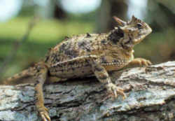 Texas State Reptile: Texas Horned Lizard