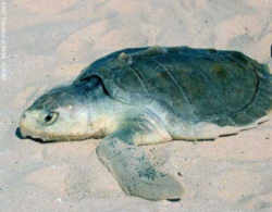 Texas State Sea Turtle: Kemp's Ridley Sea Turtle