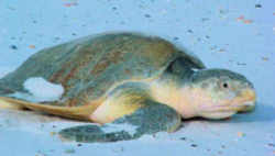 Texas State Sea Turtle: Kemp's Ridley Sea Turtle