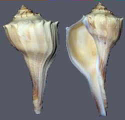 Texas State Shell: Lightning Whelk