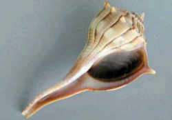 Texas State Shell: Lightning Whelk