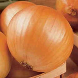 Texas State Vegetable: Sweet Onion