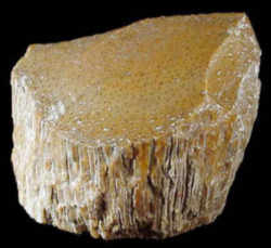 Texas State Stone: Petrified Palmwood