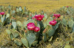 Texas State Plant: Prickly Pear Cactus