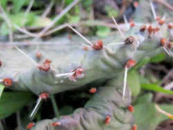 Texas State Plant: Prickly Pear Cactus