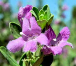 Texas Purple Sage