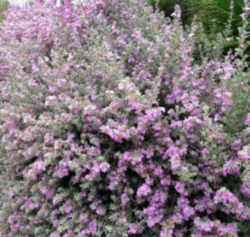 Texas Purple Sage