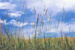 Texas State Grass: Sideoats Gramma