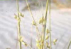 Utah State Grass: Indian Ricegrass