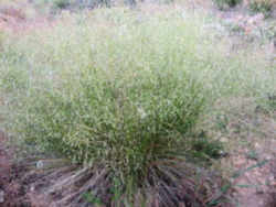 Utah State Grass: Indian Ricegrass