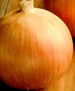 Utah State Vegetable : Spanish Sweet Onion