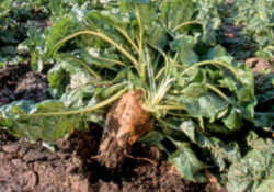 sugarbeet