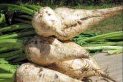 sugarbeet