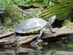 Vermont State Reptile: Painted Turtle