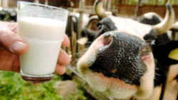 Virginia State Beverage: Milk