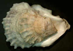 Virginia State Shell: Oyster Shell 
