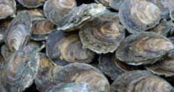 Virginia State Shell: Oyster Shell 