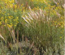 Washington State Grass: Bluebunch Wheatgrass