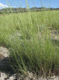 Washington State Grass: Bluebunch Wheatgrass